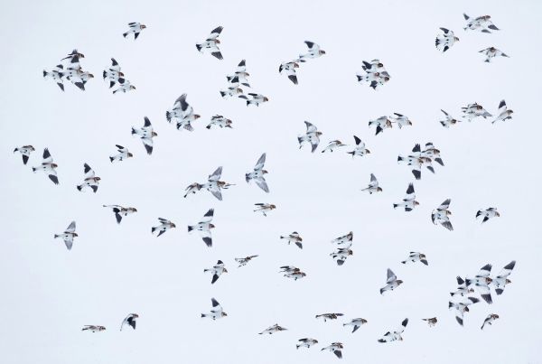 Flocks of Snow Bunting