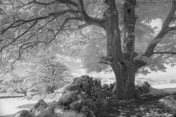 Personalised Infrared Photography Workshop