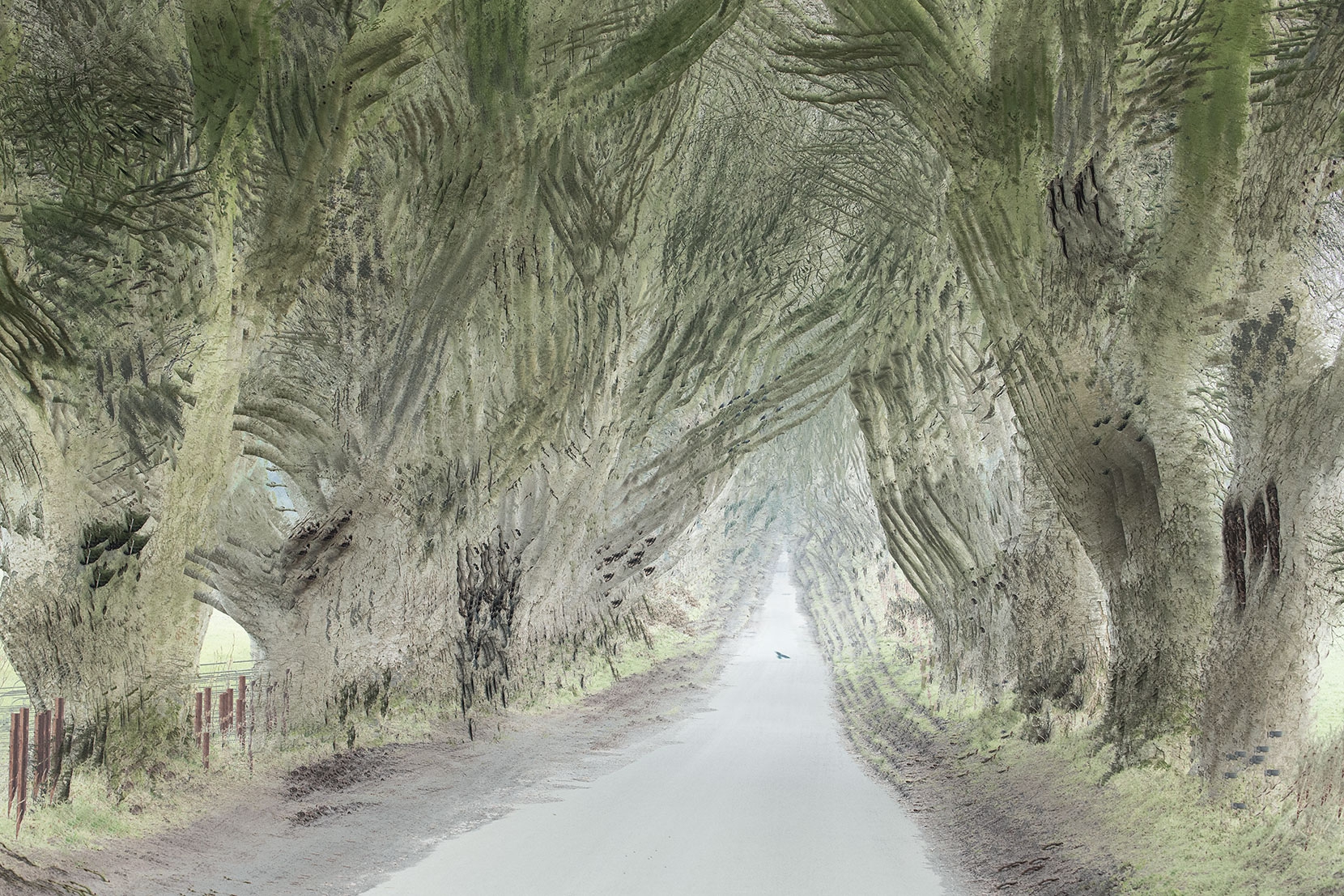 Dark Hedges in Northern Ireland, an alternative take using 9 multiple exposures