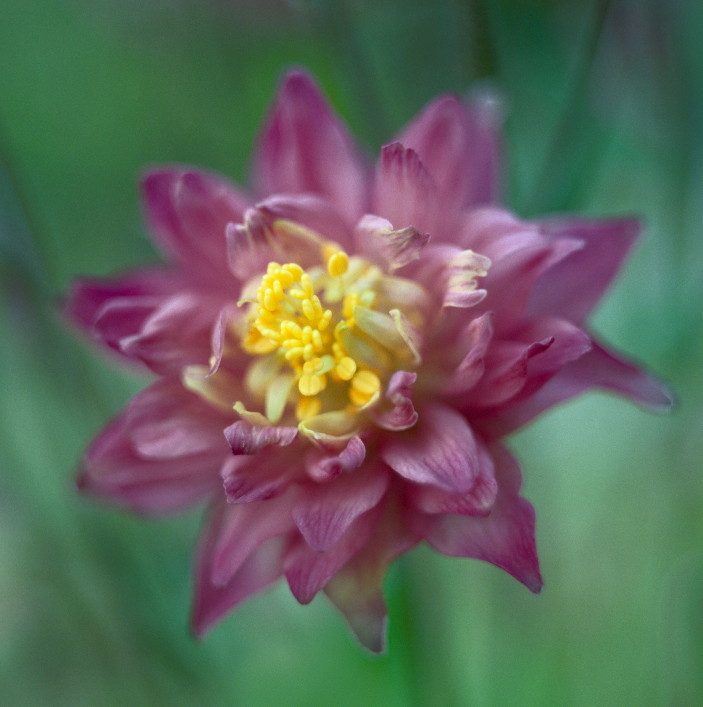 Aquilegia Vulgaris from last year - there's nothing vulgaris about this wonderful little flower, just an inch wide.