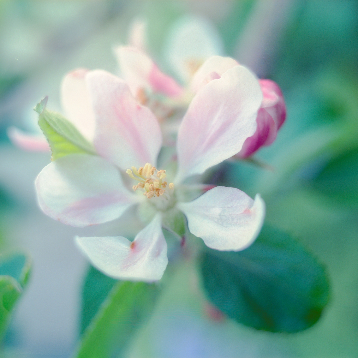 Apple blossom in my garden - an image taken on a old Mamiya c330f using a 55mm f4.5 lens on Pro-400H film. There's no EXIF data as I had no pencil and paper.