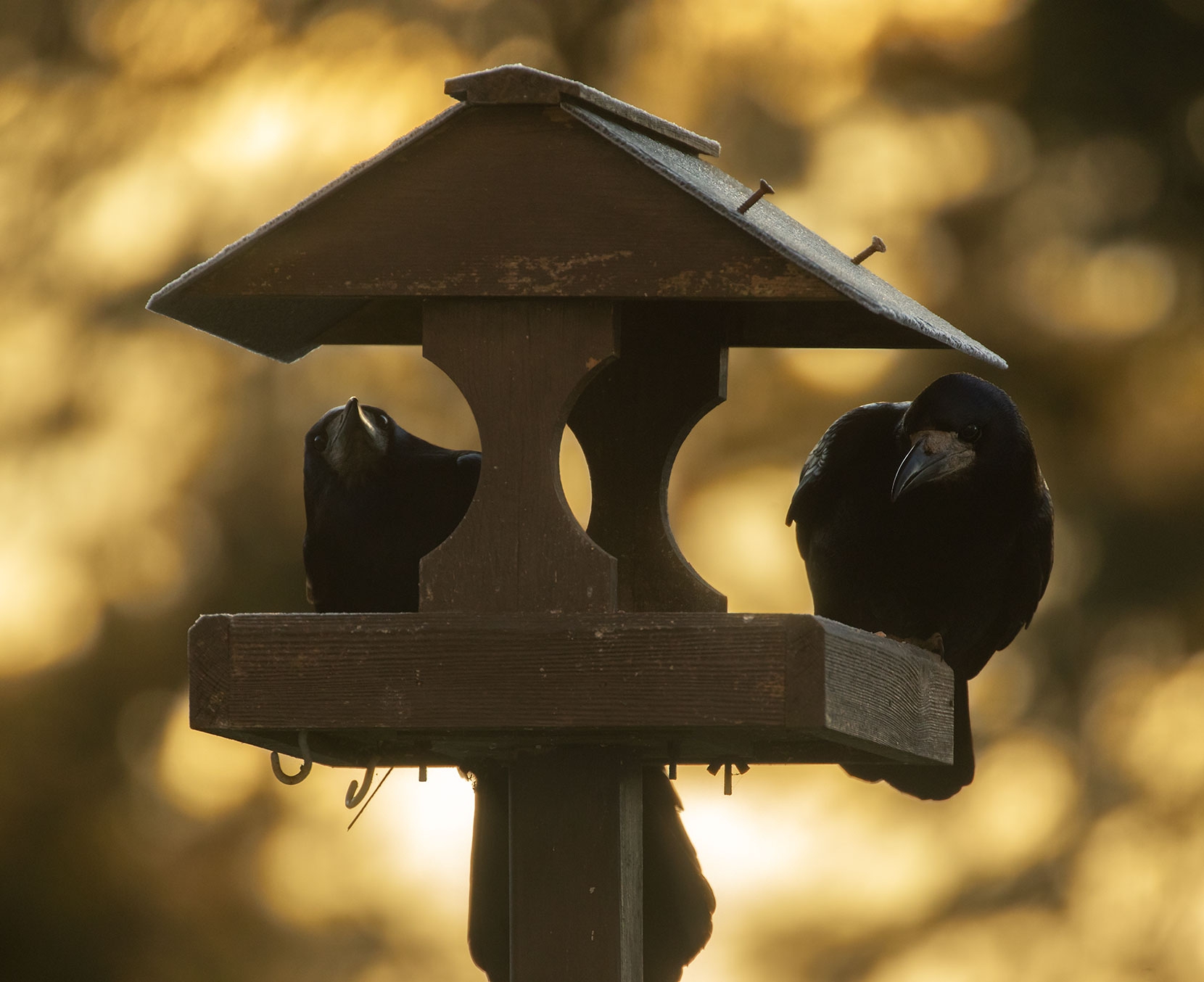 Two for Joy - there are ten rooks or more sitting on the rooftops every morning, waiting for breakfast.