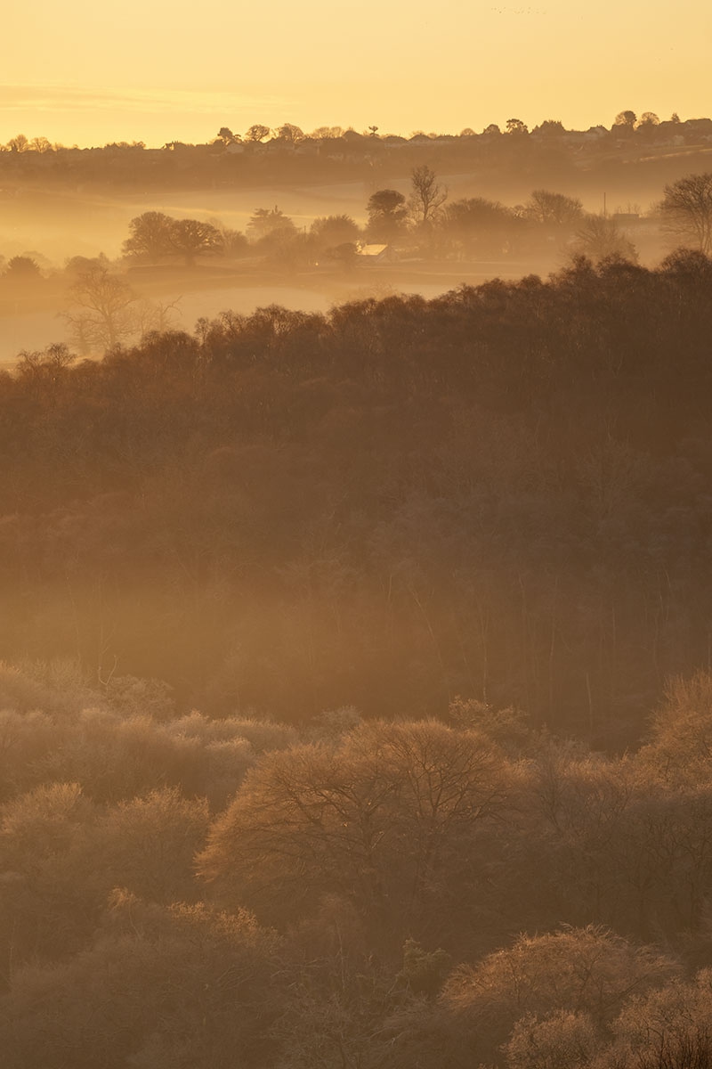 Soft mist over a local patch of woodland... all shot from my front garden.