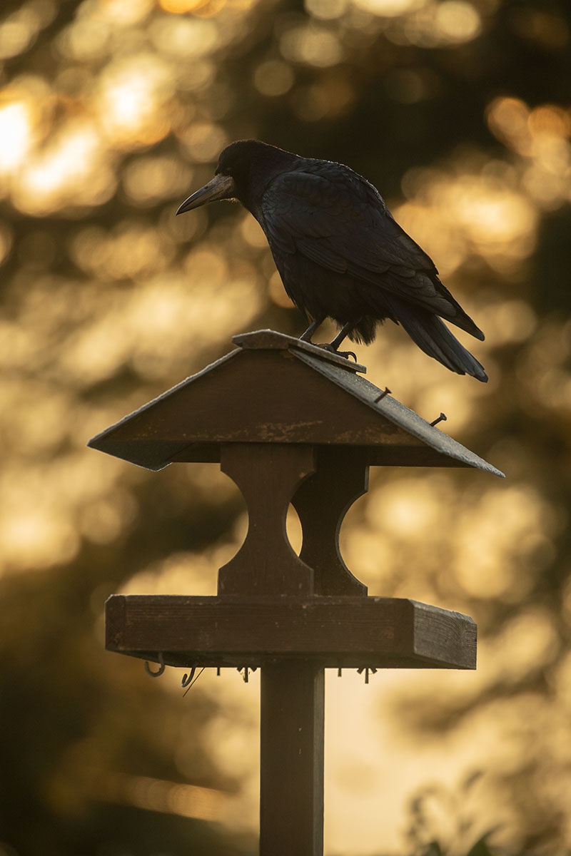 Not so easy to get beneath - they launch from the washing line as its easier to get the right angle.