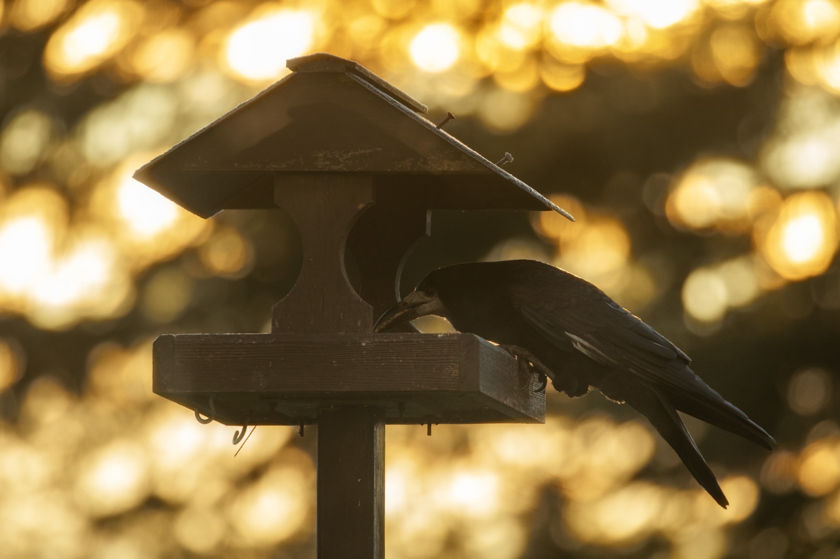 I was amazed at how wonderful the bokeh can be with this setup