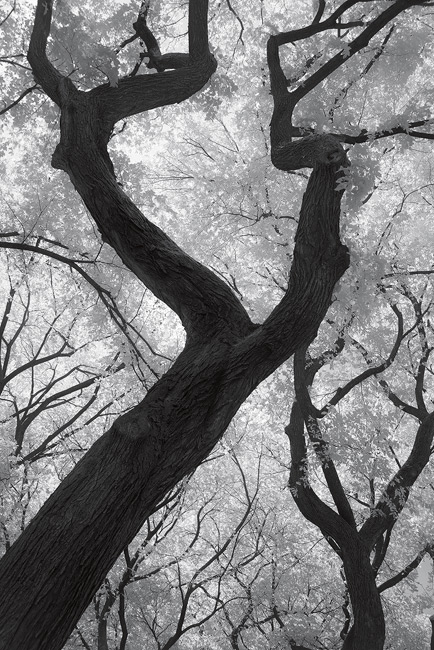 Trees in Central Park, photographed in infrared, New York