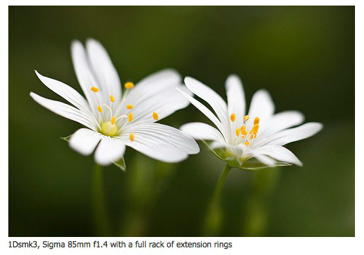 Greater Stitchworts with the Sigma 85mm f1.4