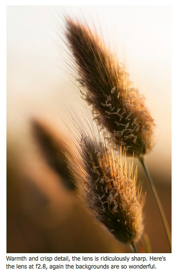 Soft grasses, shot with the Sigma 85mm f1.4