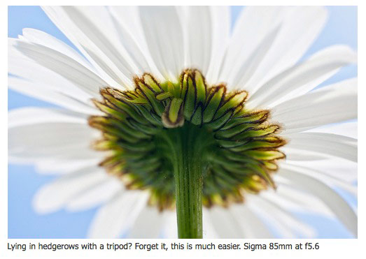 Lying in a hedgerow, Ox-eye Daisy photographed with a Sigma 85mm f1.4
