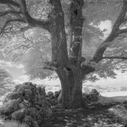 Personalised Infrared Photography Workshop 3